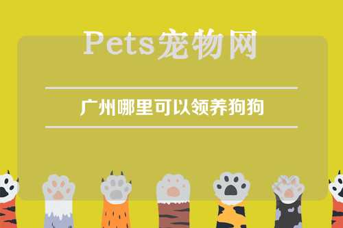 广州哪里可以领养狗狗